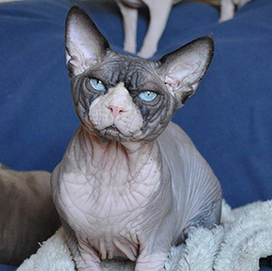 sphynx cat wrinkles blue eyes