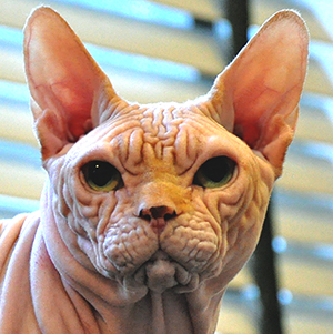 sphynx cat solid color
